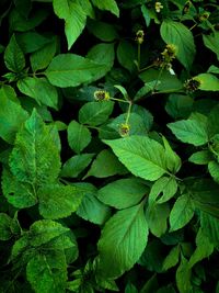 High angle view of green leaves on plant