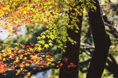 Close-up of maple tree during autumn