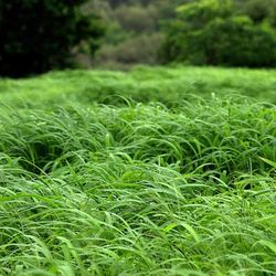 Plants growing on grassy field