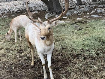 Deer standing on field