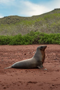 View of seal laying on the beach