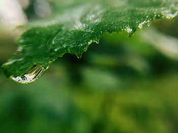 Close-up of wet plant leaves