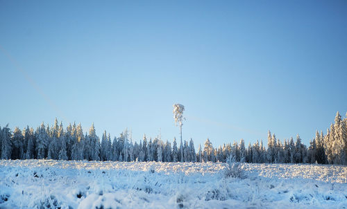 Panoramic shot of snow covered field against clear blue sky