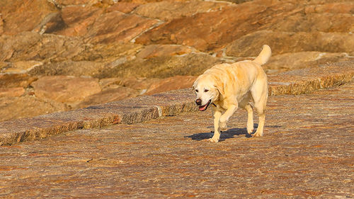 View of a dog walking on street