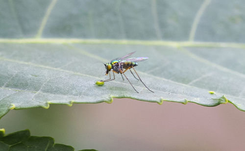 Close-up of insect on leaf