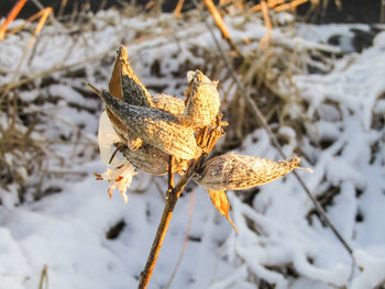 Close-up of plant on snow covered field