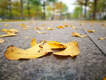 Autumn leaves on footpath