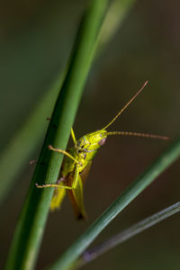 Close-up of insect on blade of grass