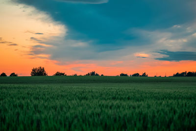 Scenic view of agricultural field against sky during sunset