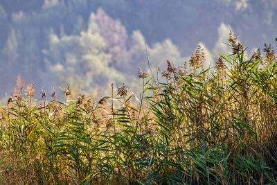 Plants growing on field against sky