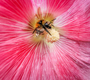 Close-up of bee on flower