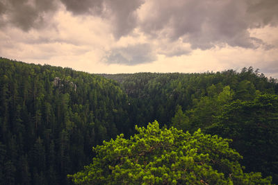 Plants growing on land against sky