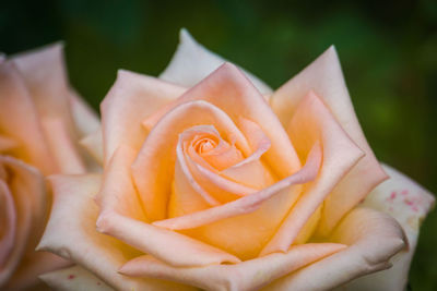 Close-up of rose roses