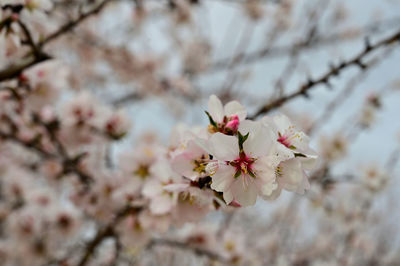 Close-up of cherry blossom on tree