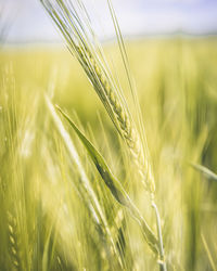 Close-up of wheat growing on field