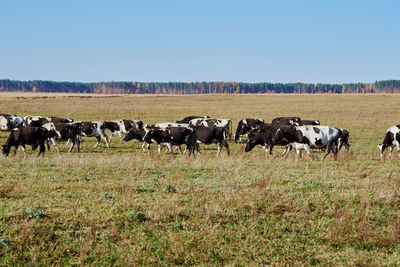 Herd of cows grazing at green field in summer day