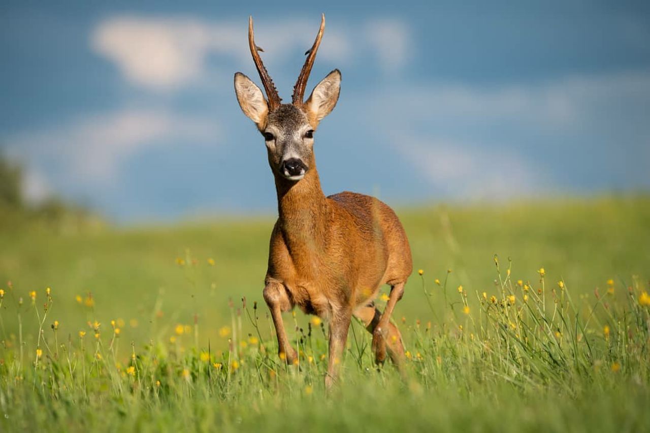 Deer standing on field