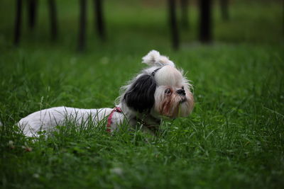 View of dog on grass