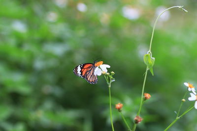 Close-up of butterfly pollinating on flower