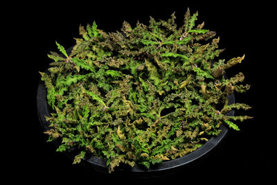 Close-up of plant against black background