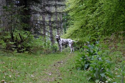 Dog in forest