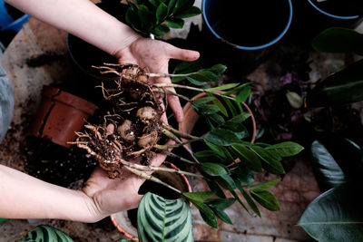 Midsection of person holding potted plant