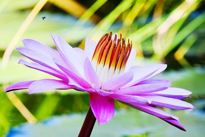 Close-up of water lily in pond