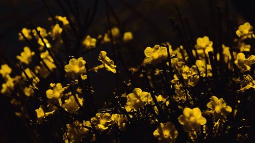 Close-up of yellow flowers