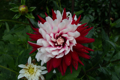 Close-up of red dahlia flower