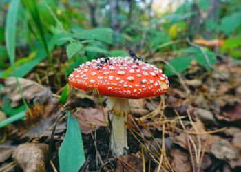 Close-up of fly agaric mushroom on field