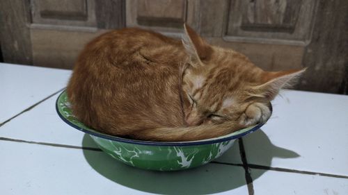 High angle view of cat sleeping