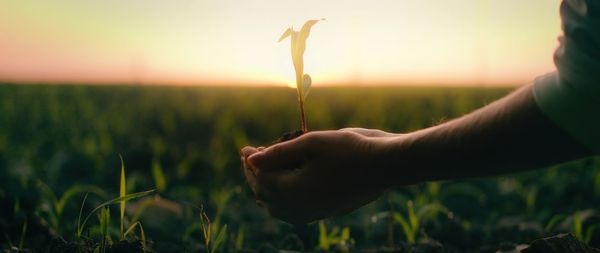 Close-up of hand holding plant on field