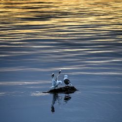 Swan swimming in water