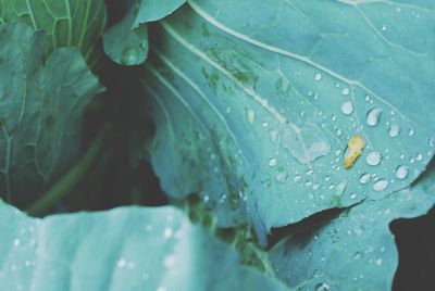 Close-up of water drops on leaves