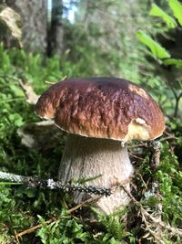 Close-up of mushroom growing on field