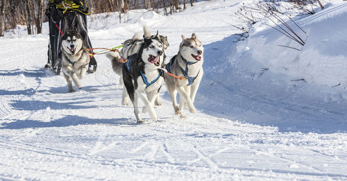 Husky dogs are pulling sledge at sunny winter forest in kamchatka, russia