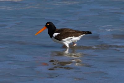 Side view of bird in lake