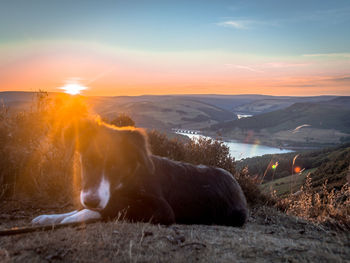 View of dog at sunset