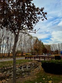 Trees against sky