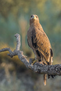 Close-up of golden eagle perching on branch