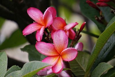 Close-up of pink flowers