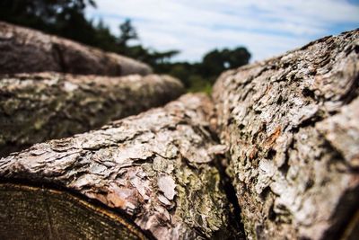 Close-up of tree trunk