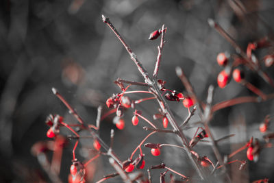 Close-up of red object