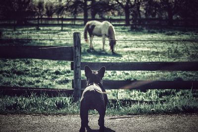 Full length of a dog on field