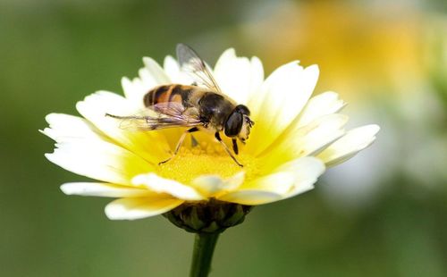 Close-up of insect on daisy