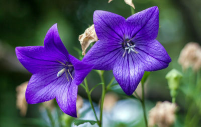 Close-up of purple iris flower