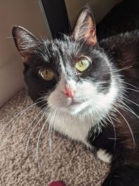 Portrait of cat relaxing at home