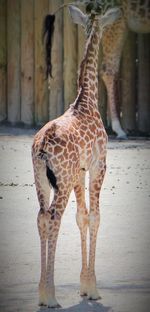 Close-up of giraffe standing outdoors