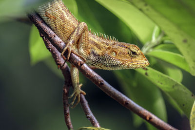 Garden chameleon animals. scaly reptiles eat various types of insects. 