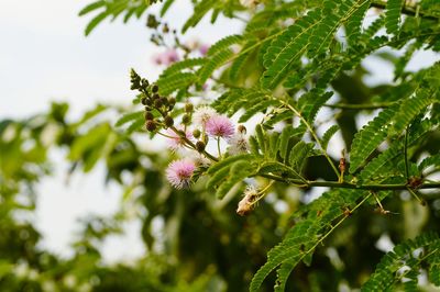 Close-up of pink flowers blooming on tree